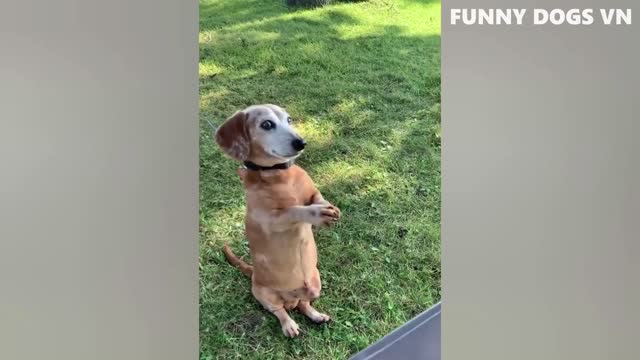 Funniest Animals Video Funny Dogs And Cats Try Not To Laugh Animals 2022