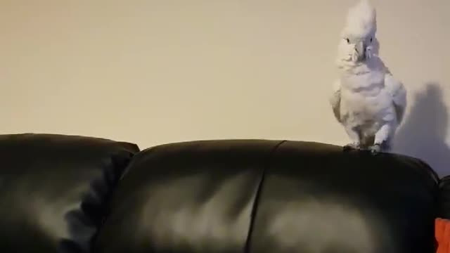 Cockatoo Is Happy When Owner Disappears