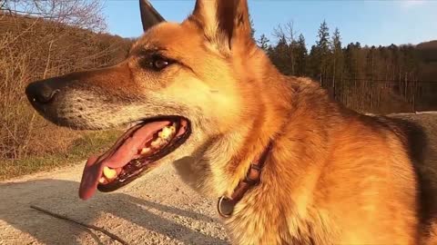 Beautiful dogs: This Was Unexpected || top 4 dogs || Dogs products || beautiful dogs ||