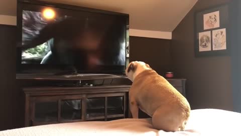 Bulldog Watching Movie