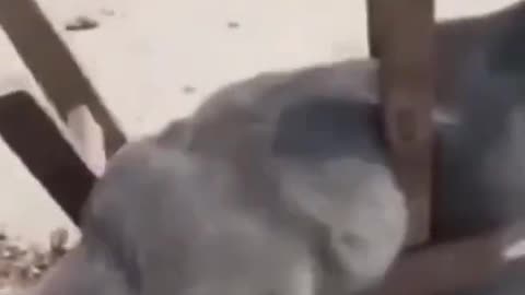 Funniest Cats 🐈 and Dogs 🐕...TRY NOT TO LAUGH 🤣😅😂