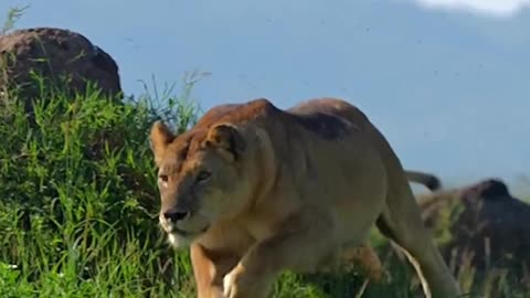 # Face it like a lion