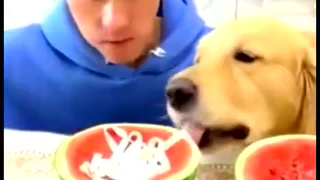 cute dog, food grabber