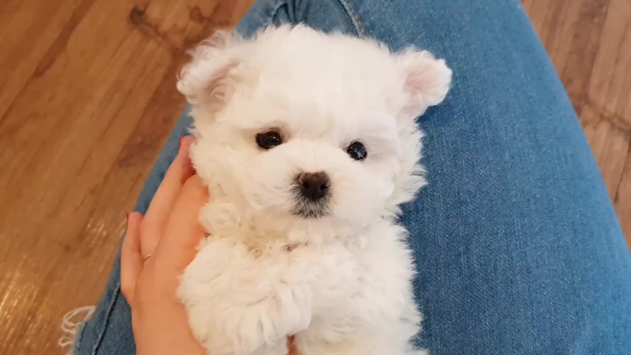 cute puppy ever