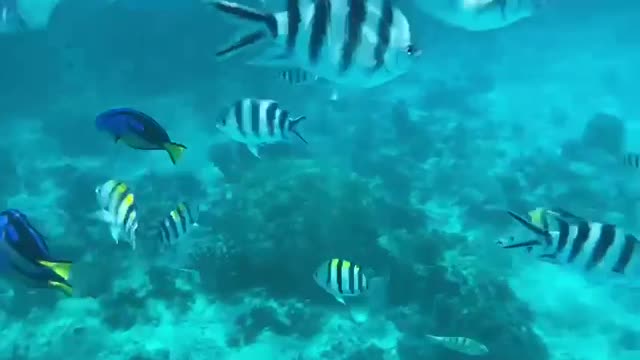 Diving in Zanzibar