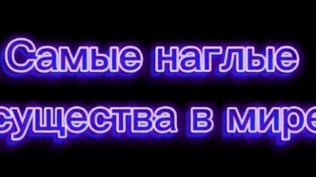 Лицензионное видео прикол. "Самые наглые существа в мире..."