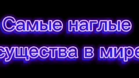 Лицензионное видео прикол. "Самые наглые существа в мире..."