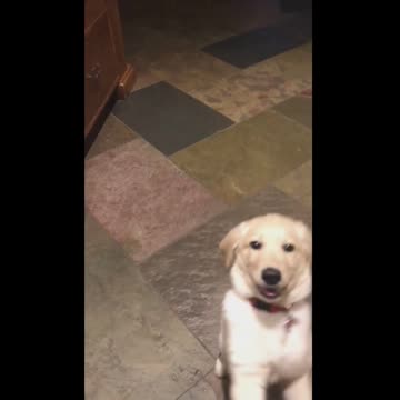 Rumble/Dog & Puppies - So cute. Puppy understands Italian