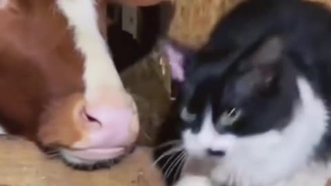 Cat bath!