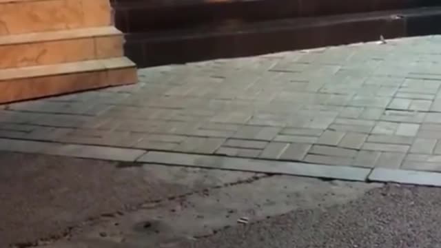 un perro evita la pelea de 2 gatos