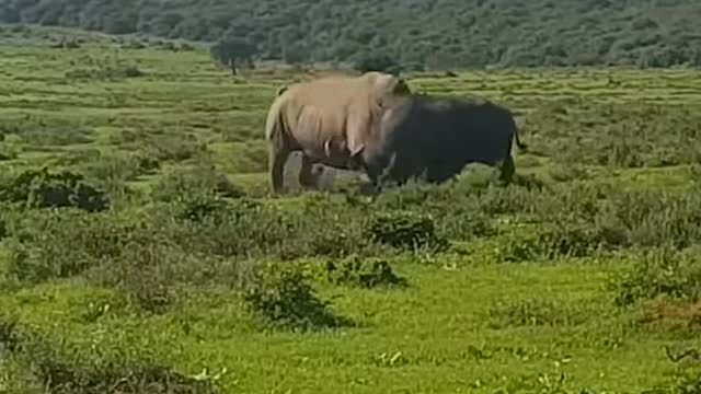 Rhino vs. Buffalo