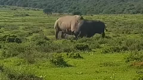 Rhino vs. Buffalo