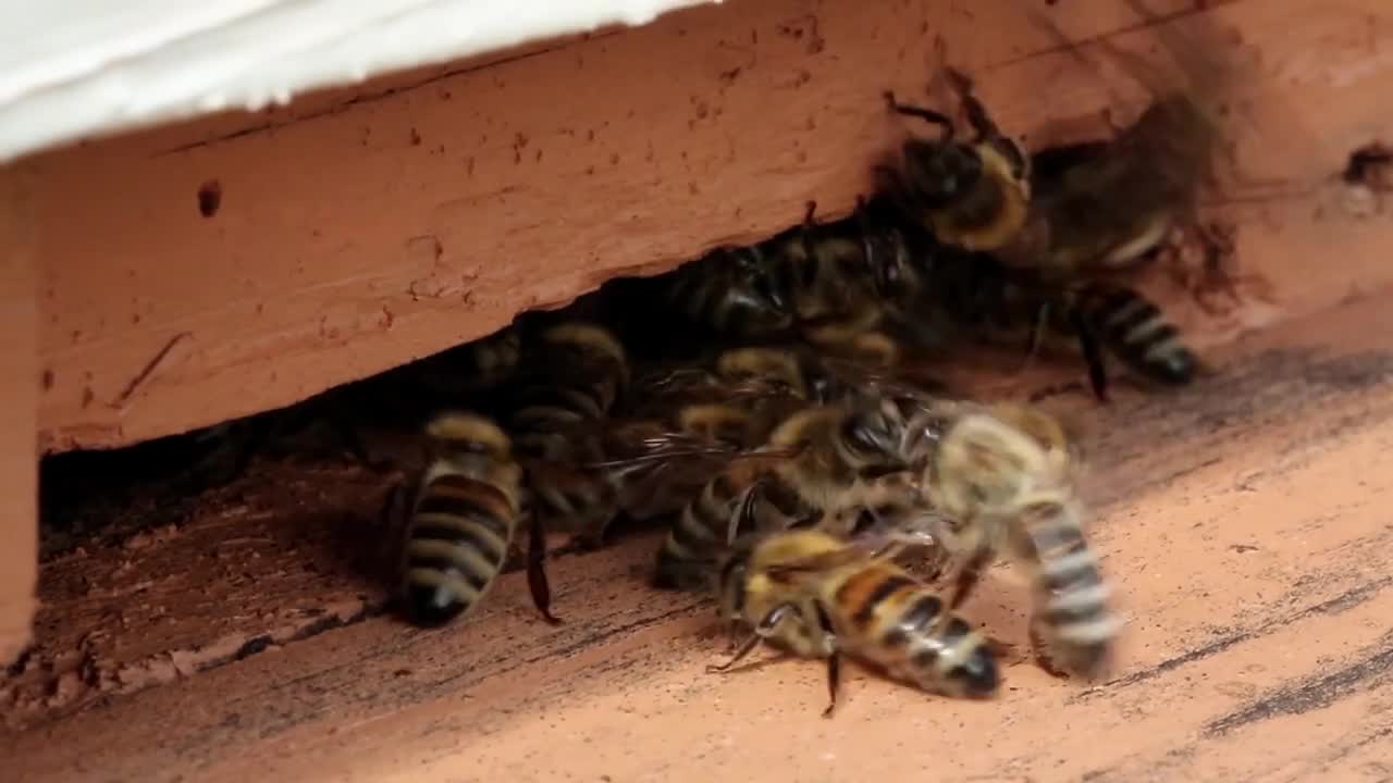 Swarm of bees near a beehive