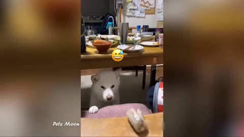 Funniest Animals Reaction