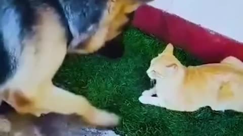 funny animals