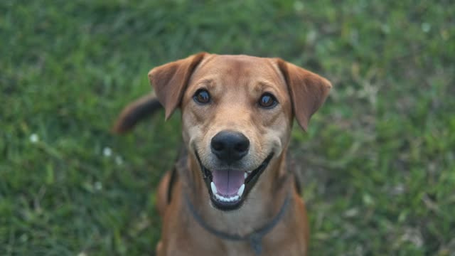 Watch The Dog How Happy and Smiling after Meet The Owner