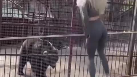 Dance with bear