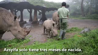 Así es el tierno rinoceronte blanco que presentaron en Indonesia