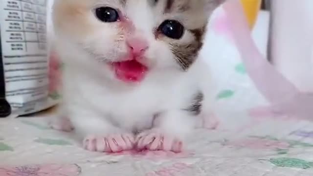 Cute little kitten