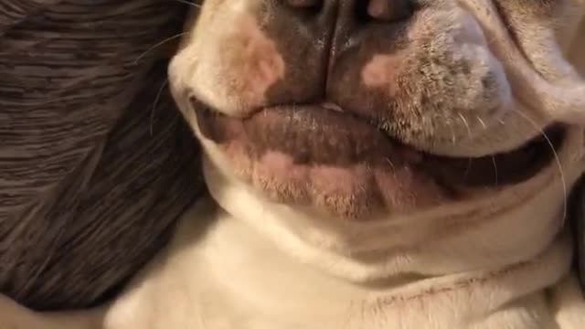 White dog lays on his back while his owner rubs his stomach