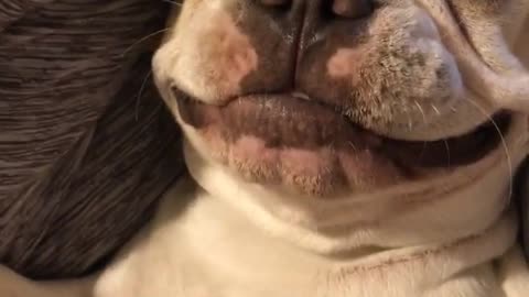 White dog lays on his back while his owner rubs his stomach