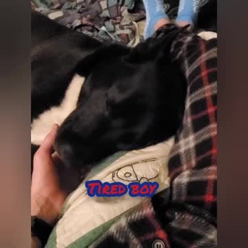 Tired dog. He played hard today.