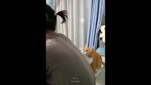 Try Not to Laugh Top Cats