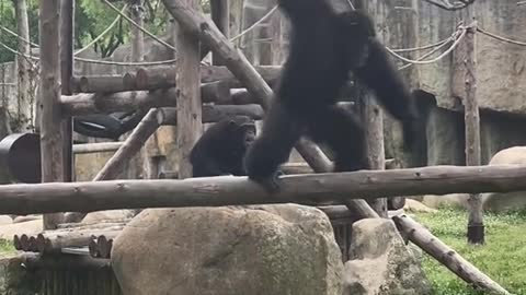 Chimp ringing a bell
