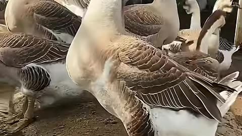 Animal Transformation( Growing Up)