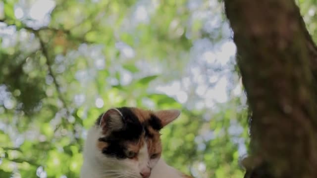 #Cat videos #funny videos