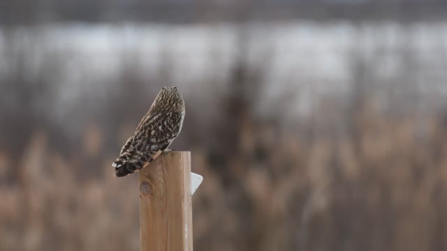 Short Eared Owl