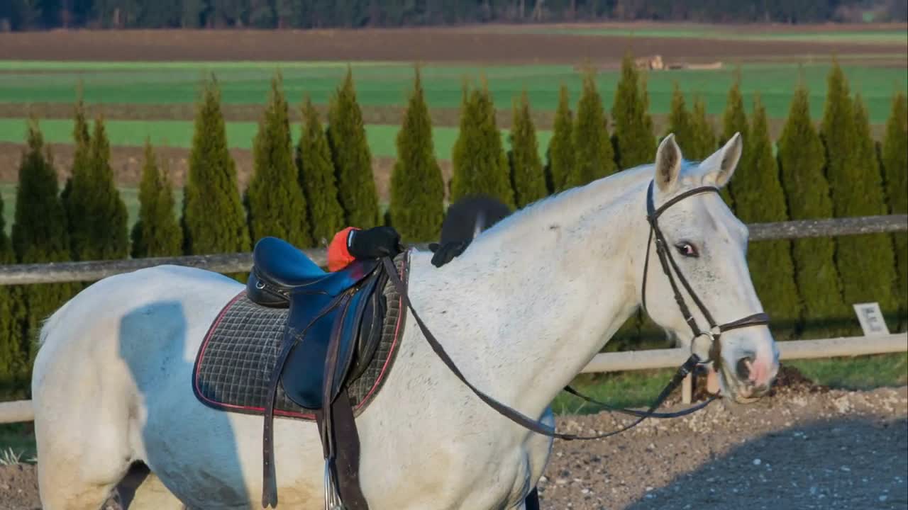 Girl jump from horse saddle