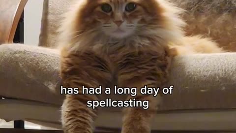 A well rested magical mitten produces the best magic -- _cute _animals _cat _pets _cutecat _funny