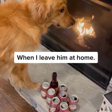 My dog tried to sell his house! #dog #goldenretriever