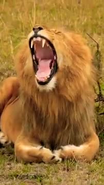 Papa ! Mama ! [Part 19] - Lion The King - Animal Transformations #shorts