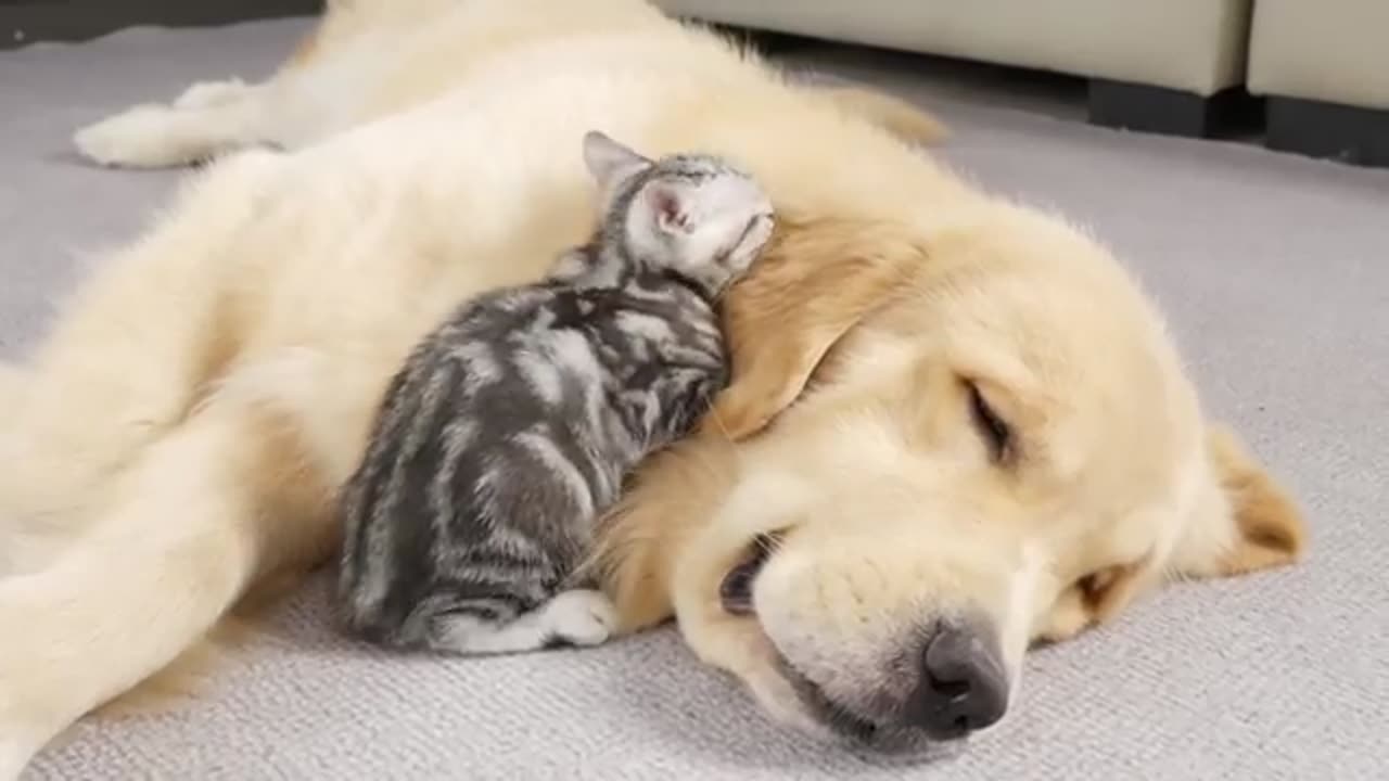 What Does A Kitten Do When It Finds A Sleeping Golden Retriever