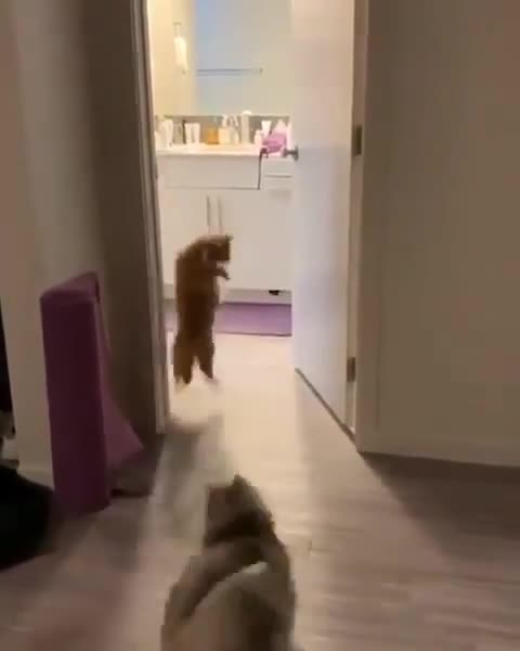 Cats GotsScared While Playing | Adorable Pets | Pets At Home