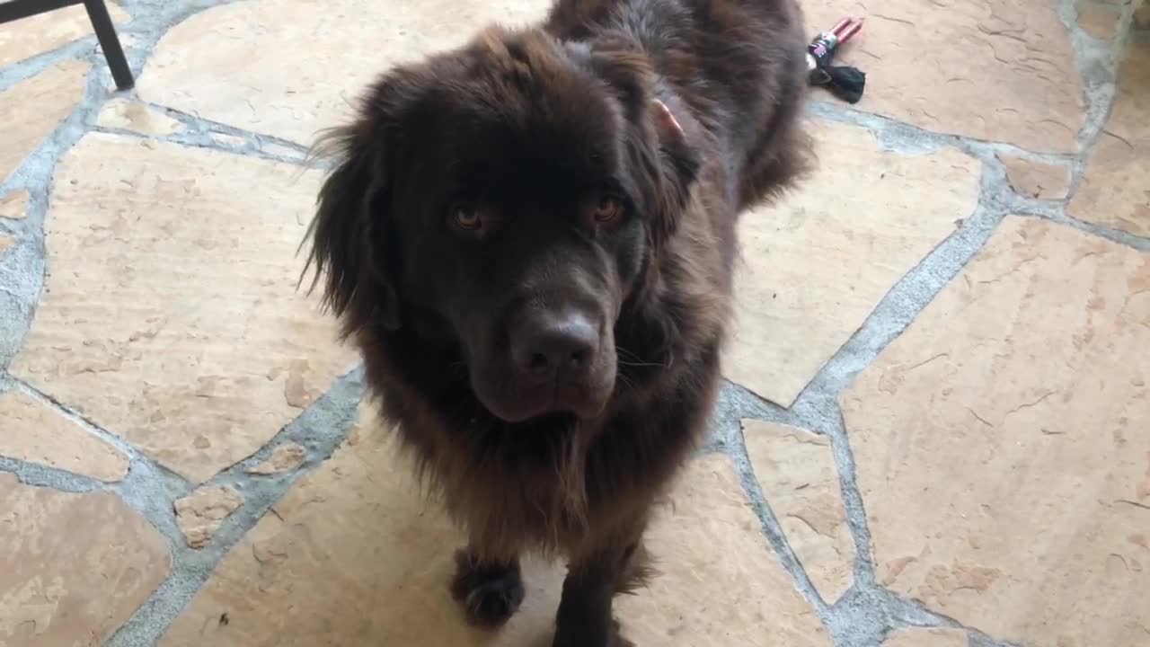 Guilty Newfoundland commits gruesome Nutcracker massacre