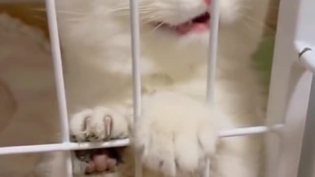 cute cat|cute animal|cute pet|funny animal