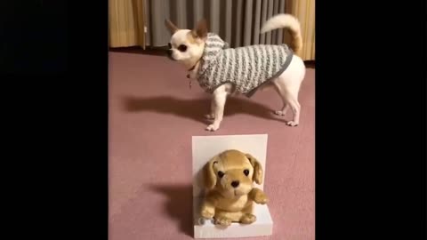 Funny Animal Compilation - Cuteness Overload