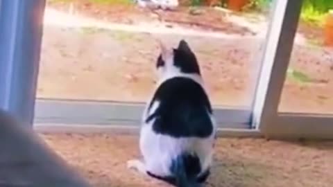 Funny Cat Behavior