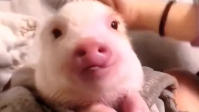 cute pink pig