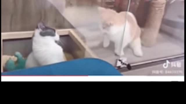 Cute cat fighting 😂