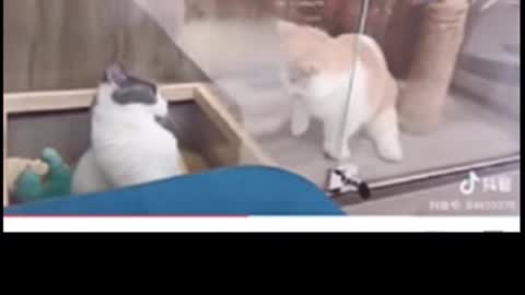 Cute cat fighting 😂