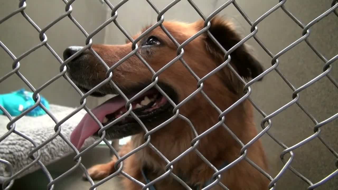 Adorable Dog Sitting in Cage at Animal Shelter