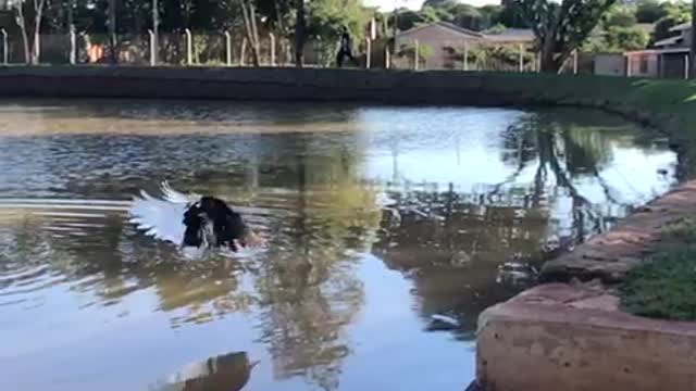 Flight of duck in slow motion.