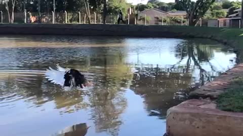 Flight of duck in slow motion.