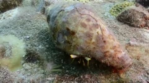 Sea Creature Trying To Move From Under A Shell In Perhentian Island