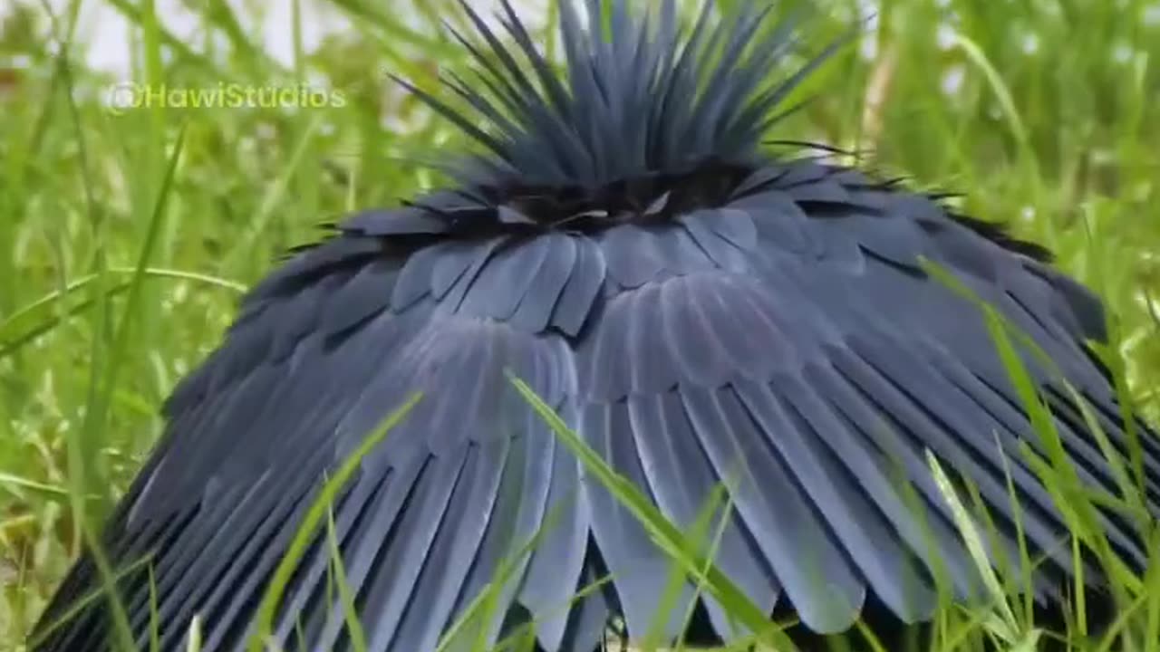 garza negra cazando peces