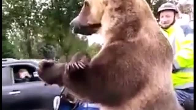 a Russian bear vs an American bear 😂😂🤟🏻